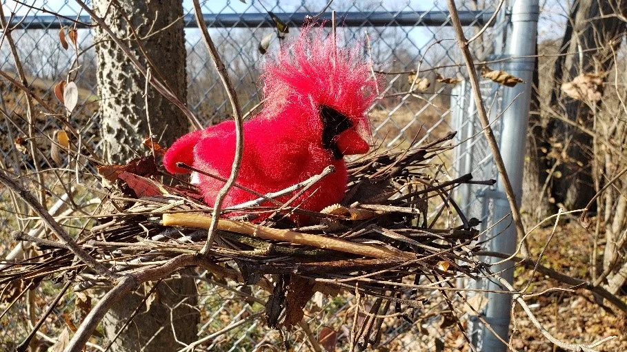 Male northern cardinal with bright red plumage and crest sits in a messy twig nest on a branch near a chain-link fence.